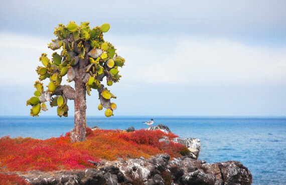 The Galapagos Islands cruise